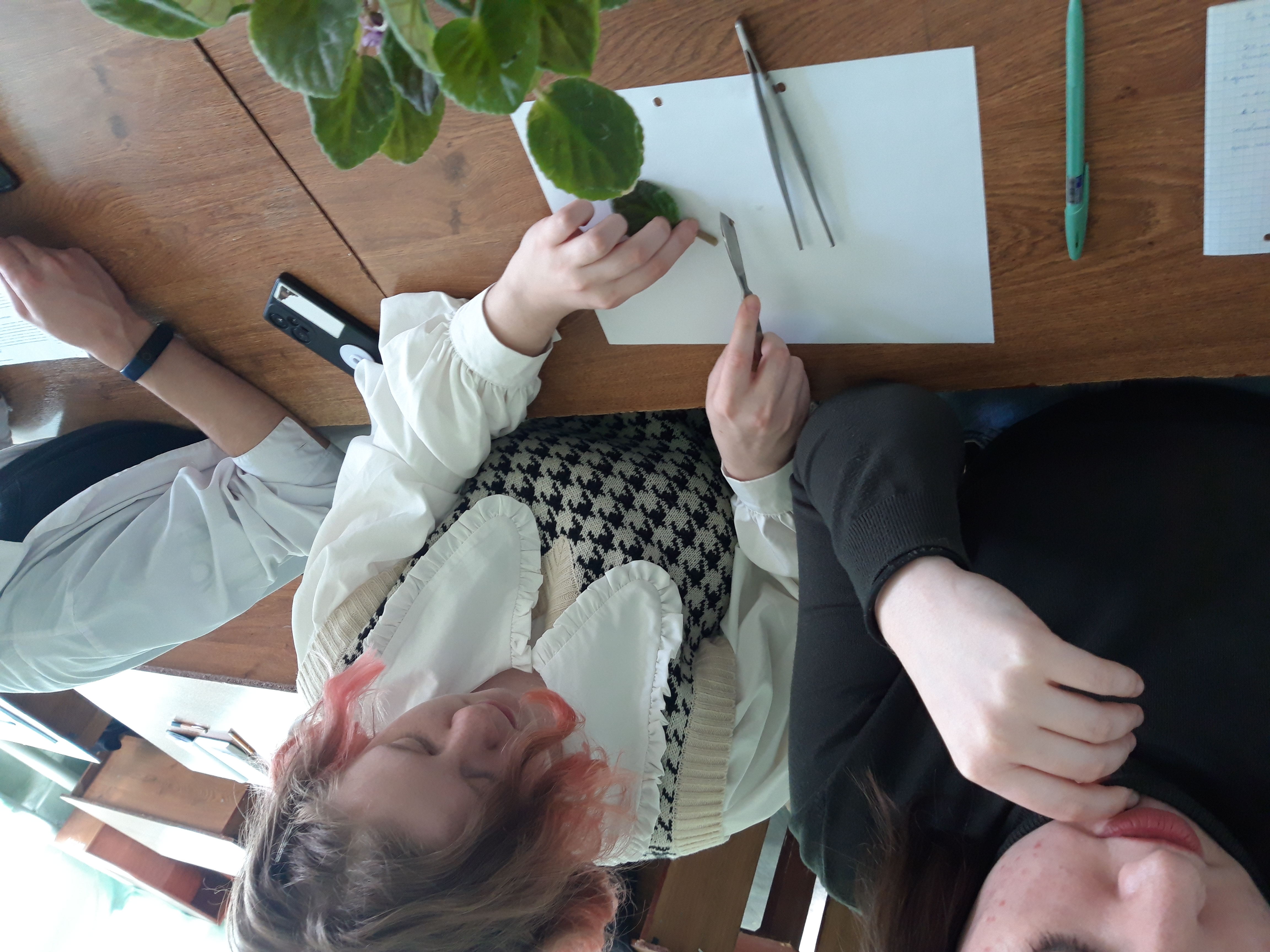 Срез листьев фиалки.jpg